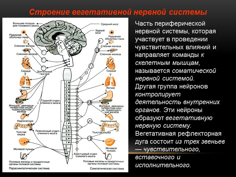 Строение вегетативной нервной системы  Часть периферической нервной системы, которая участвует в проведении чувствительных
